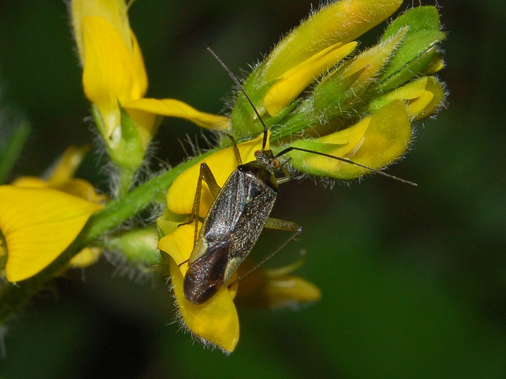 Miridae: Closterotomus trivialis della Liguria (Genova)